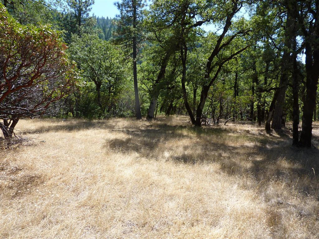 40-acres Off Fern Road Whitmore, CA 96096 - Photo 5 of 23 a view of outdoor space with trees