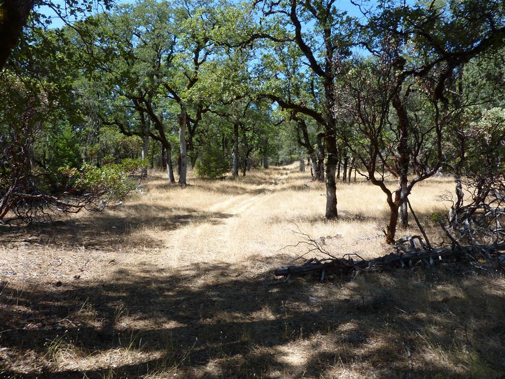 40-acres Off Fern Road Whitmore, CA 96096 - Photo 6 of 23 a view of dirt yard with a tree