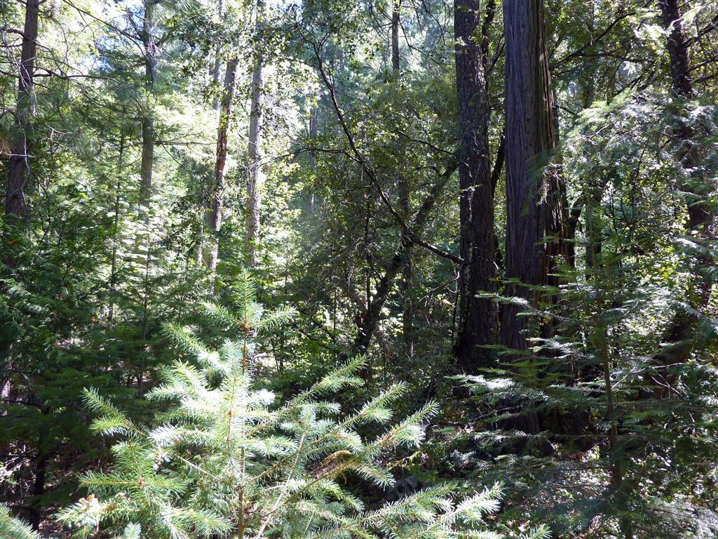 40-acres Off Fern Road Whitmore, CA 96096 - Photo 7 of 23 a view of a tree in a forest