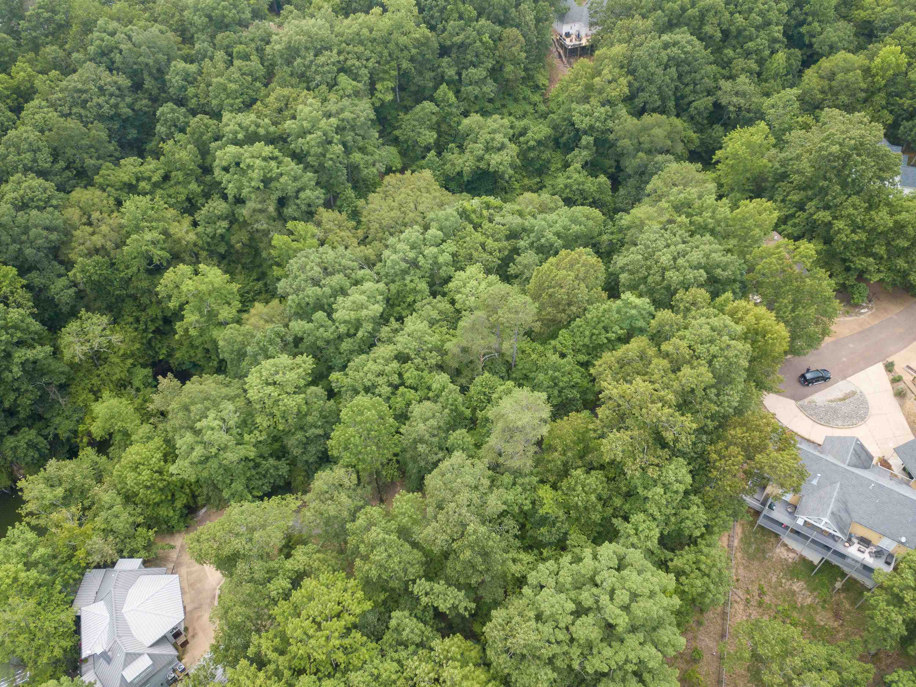 Lake Bluff Path Avenue Savannah, TN 38372 - Photo 13 of 33 a view of a forest with a street