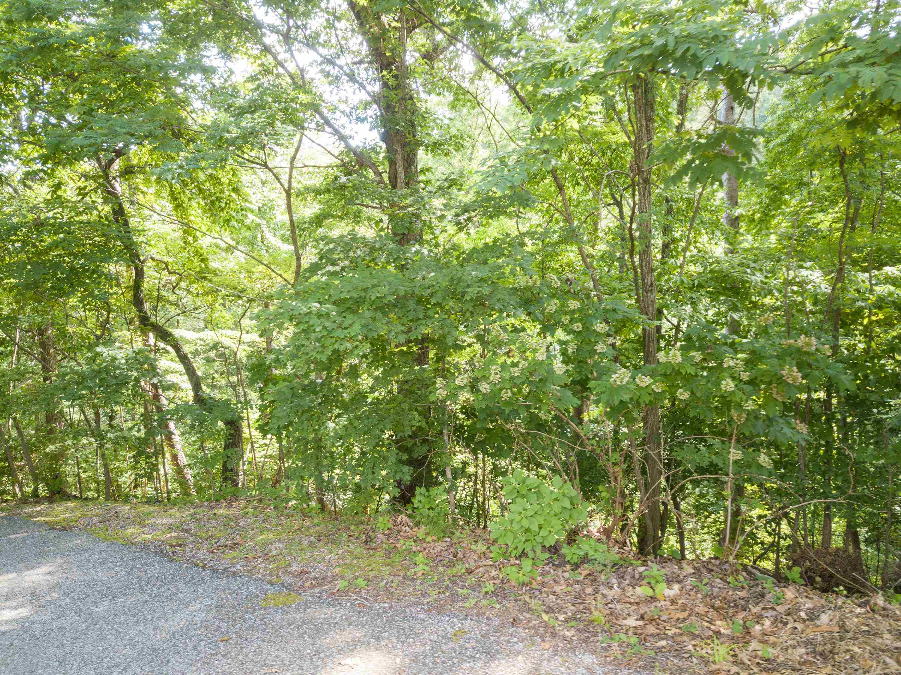 Lake Bluff Path Avenue Savannah, TN 38372 - Photo 32 of 33 a view of a yard with large trees