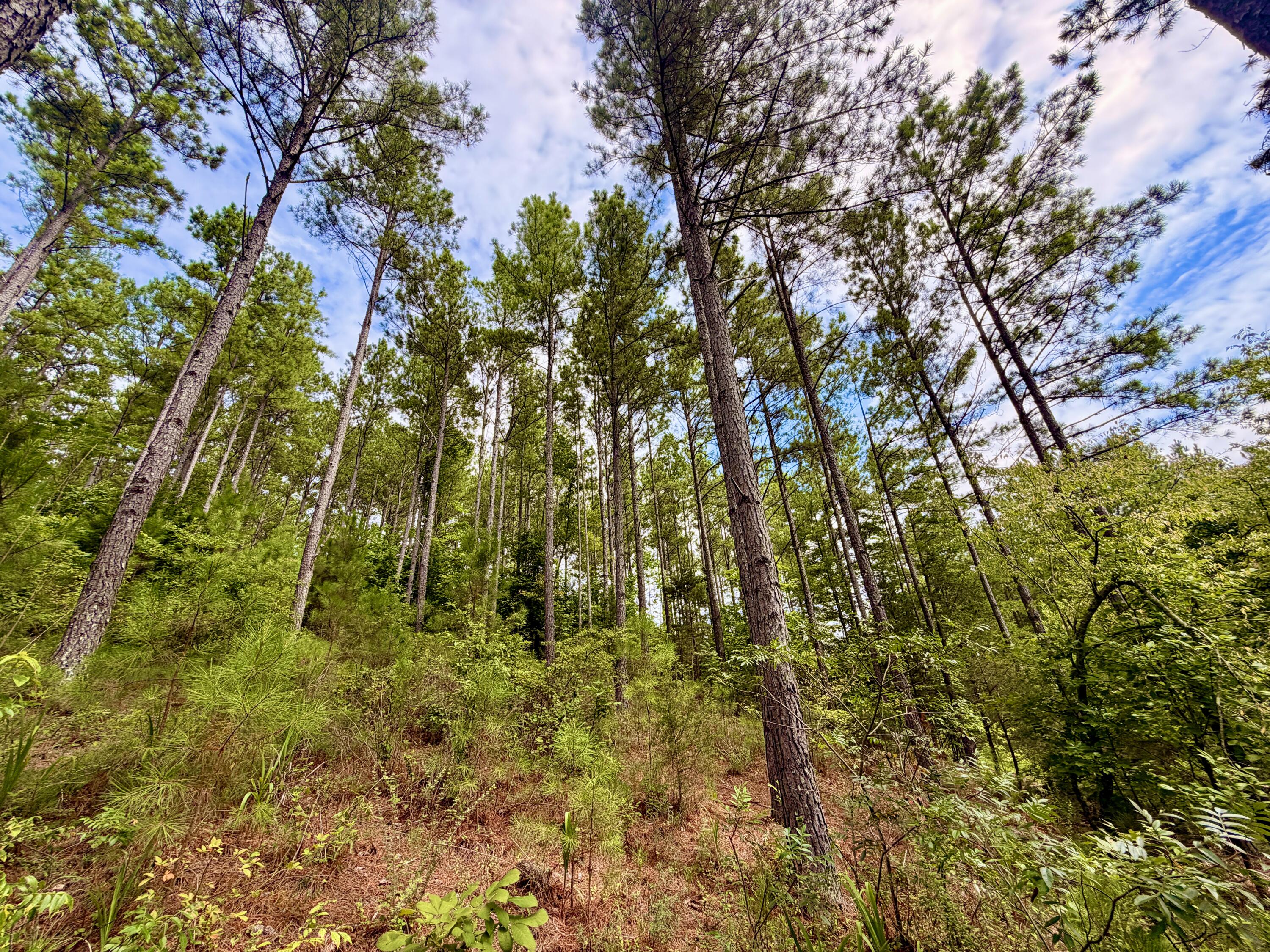 847 Eads Bluff Road Northwest Georgetown, TN 37336 - Photo 8 of 37 E0A6EC81-EDC1-4005-A3AC-3B107CDD0F60_1_2