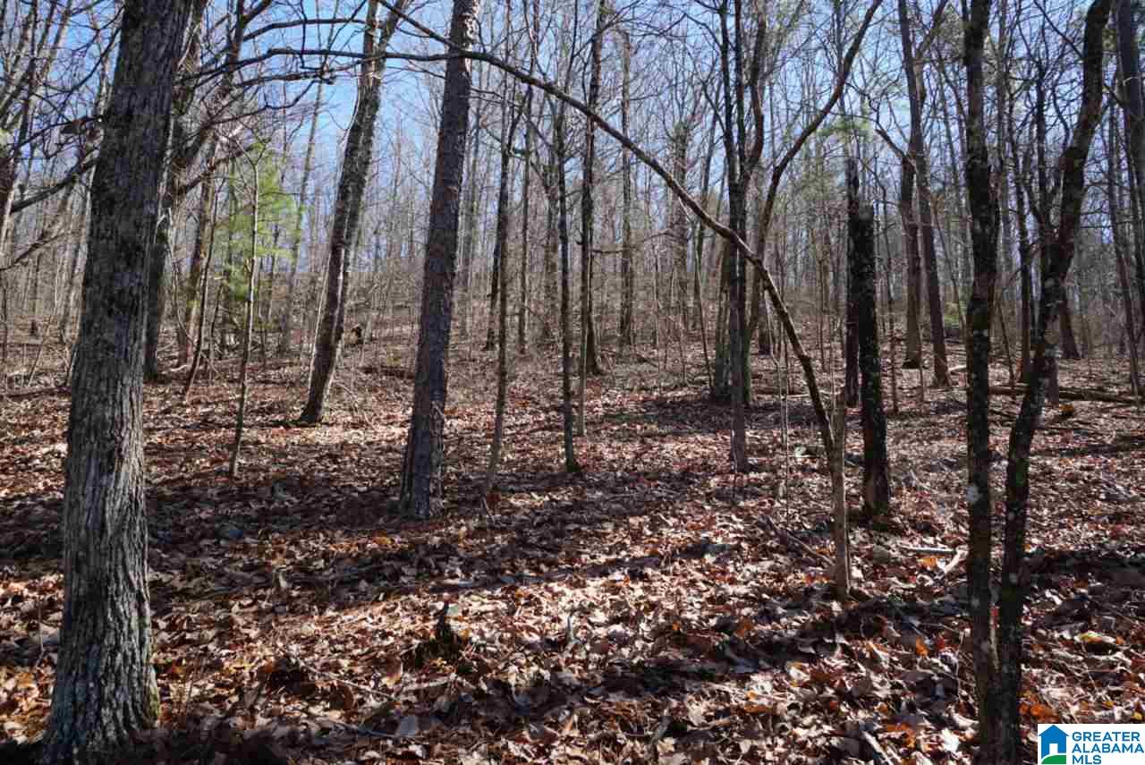 Mystic Valley View, Unit 1 Sterrett, AL 35147 - Photo 3 of 33