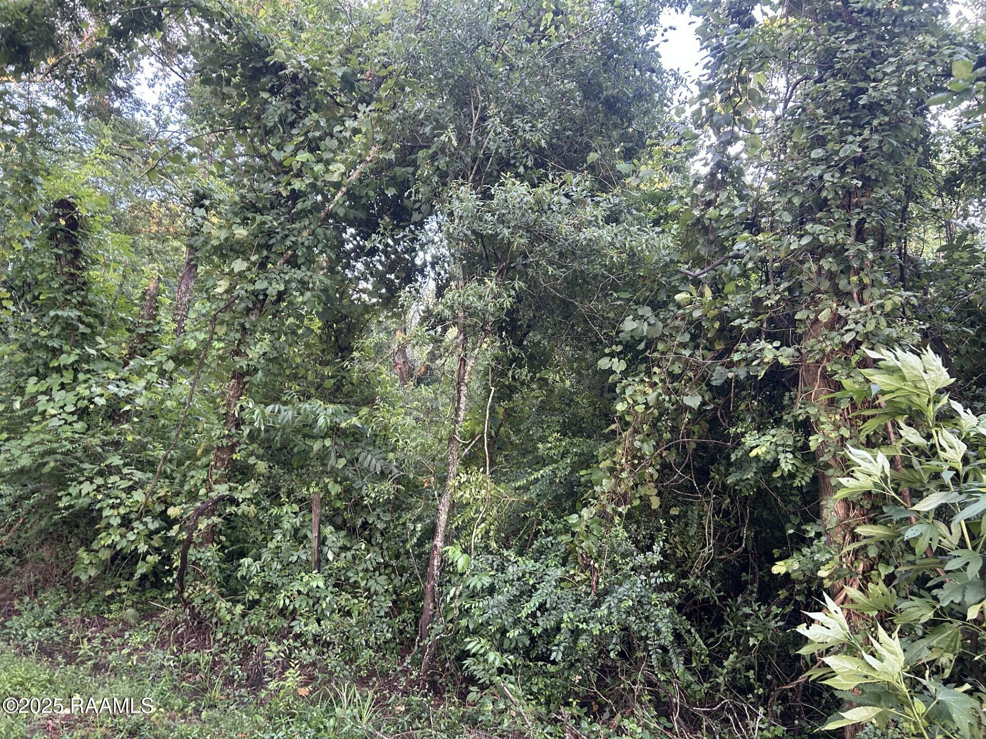 Tbd Bienville Road Ville Platte, LA 70586 - Photo 12 of 16 thumbnail_IMG_9545