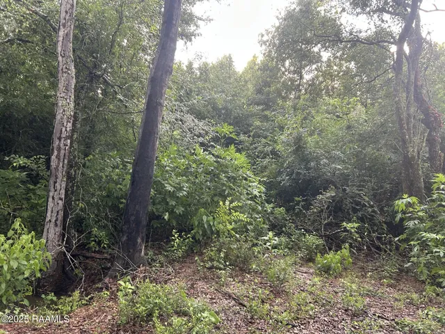 $115,000 | Tbd Bienville Road, Ville Platte, LA 70586