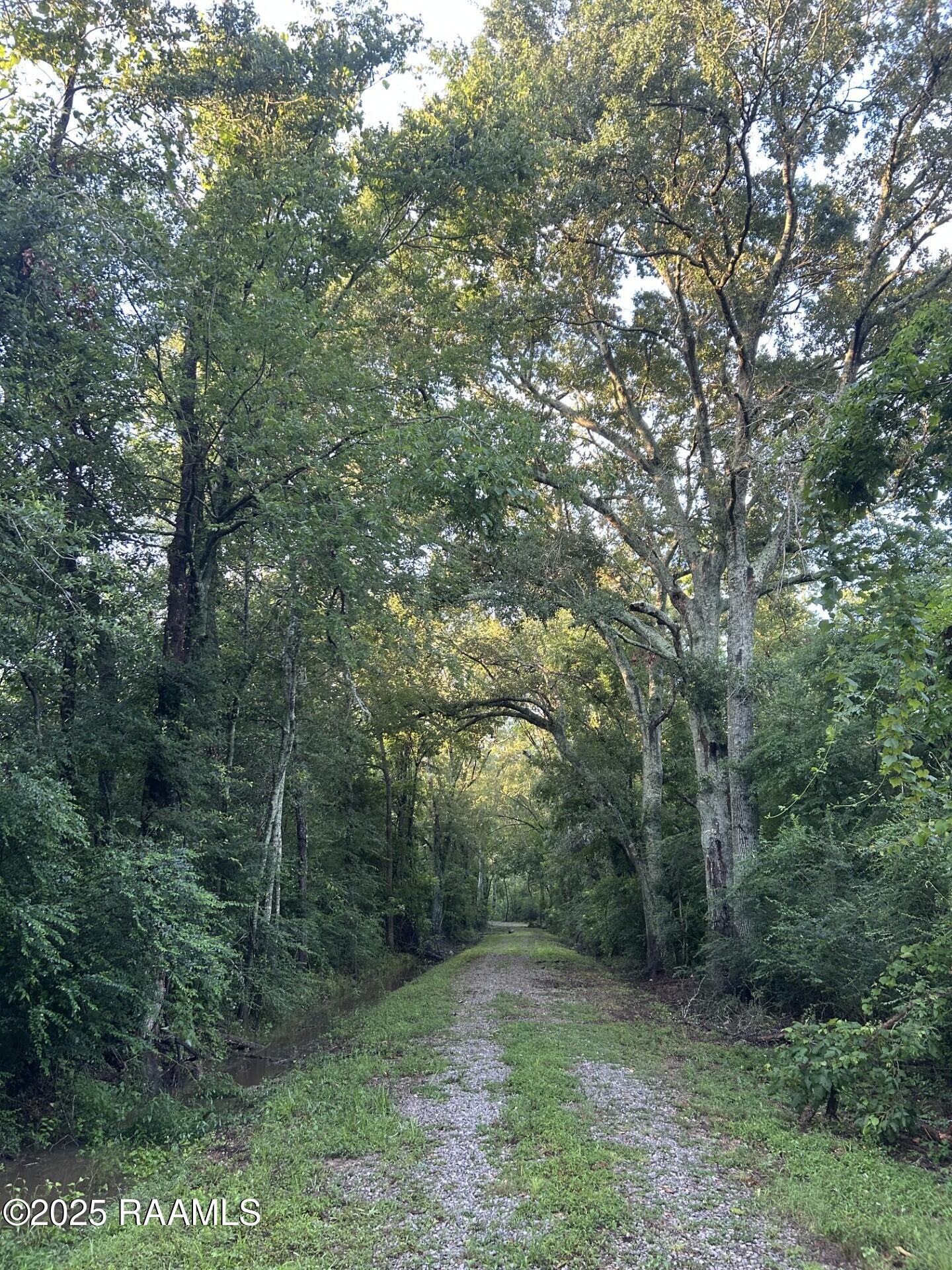 Tbd Bienville Road Ville Platte, LA 70586 - Photo 2 of 16 thumbnail_IMG_9544