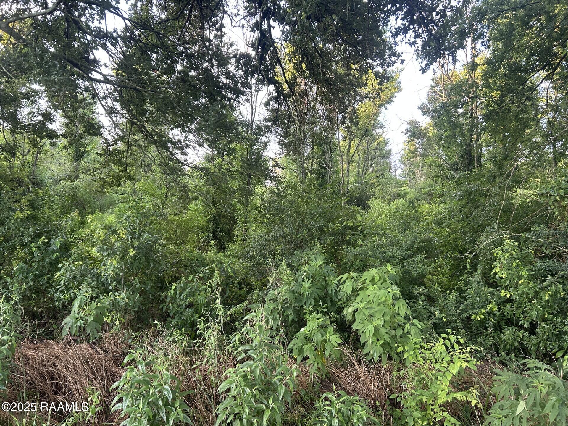 Tbd Bienville Road Ville Platte, LA 70586 - Photo 8 of 16 thumbnail_IMG_9539