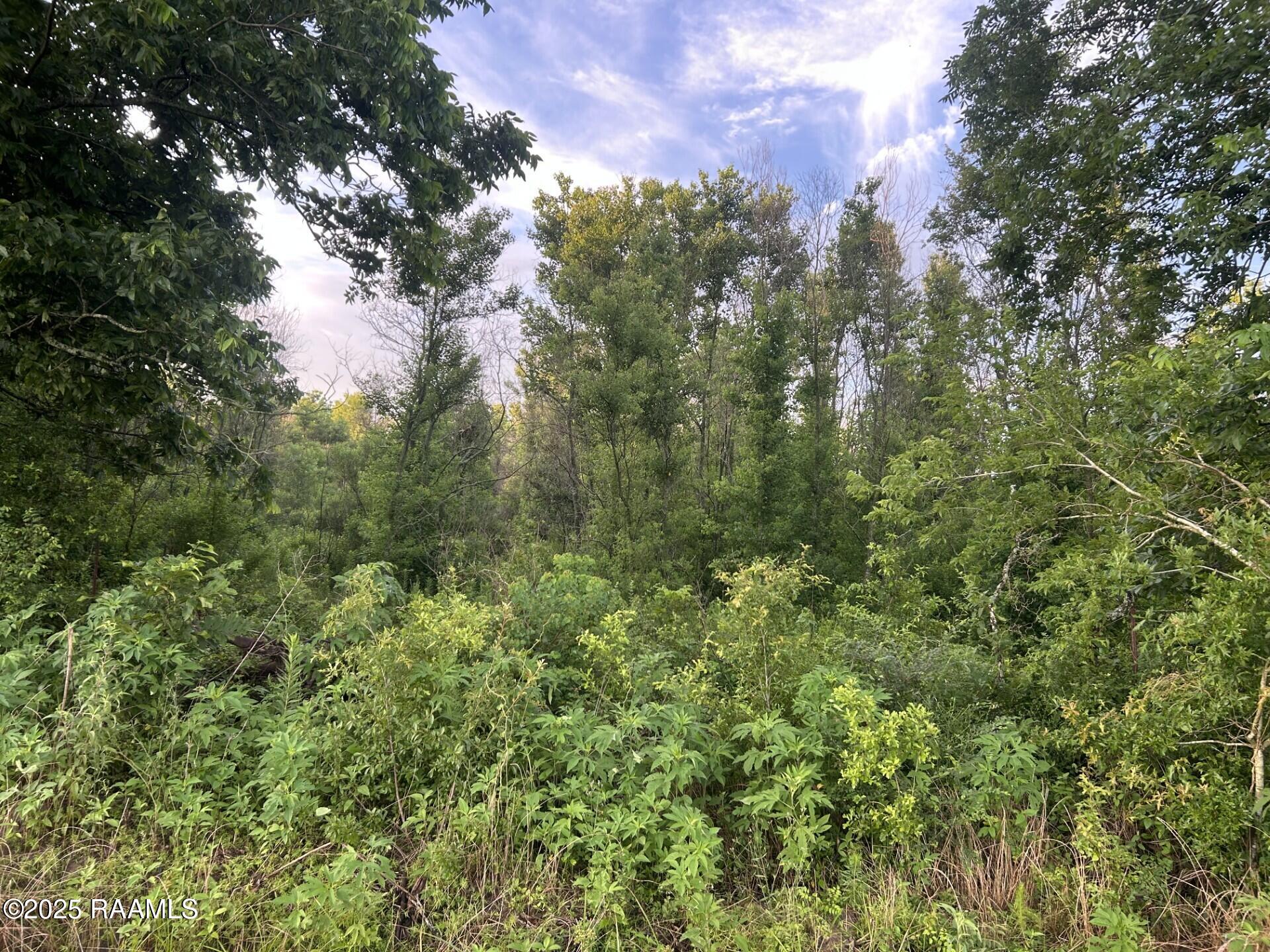 Tbd Bienville Road Ville Platte, LA 70586 - Photo 9 of 16 thumbnail_IMG_9541