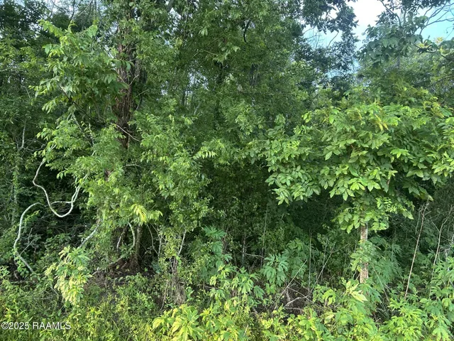 $115,000 | Tbd Bienville Road, Ville Platte, LA 70586