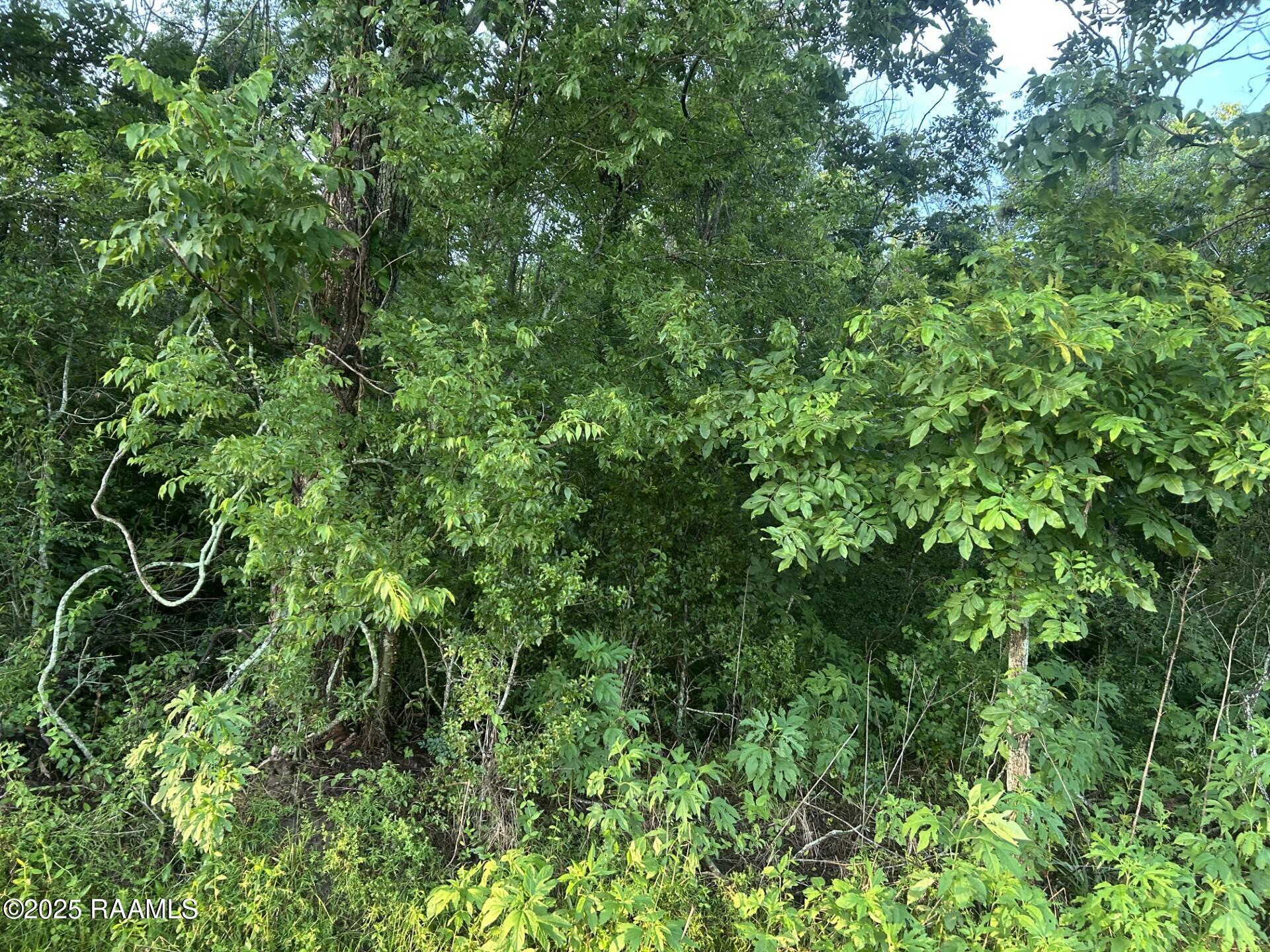 Tbd Bienville Road Ville Platte, LA 70586 - Photo 10 of 16 thumbnail_IMG_9542