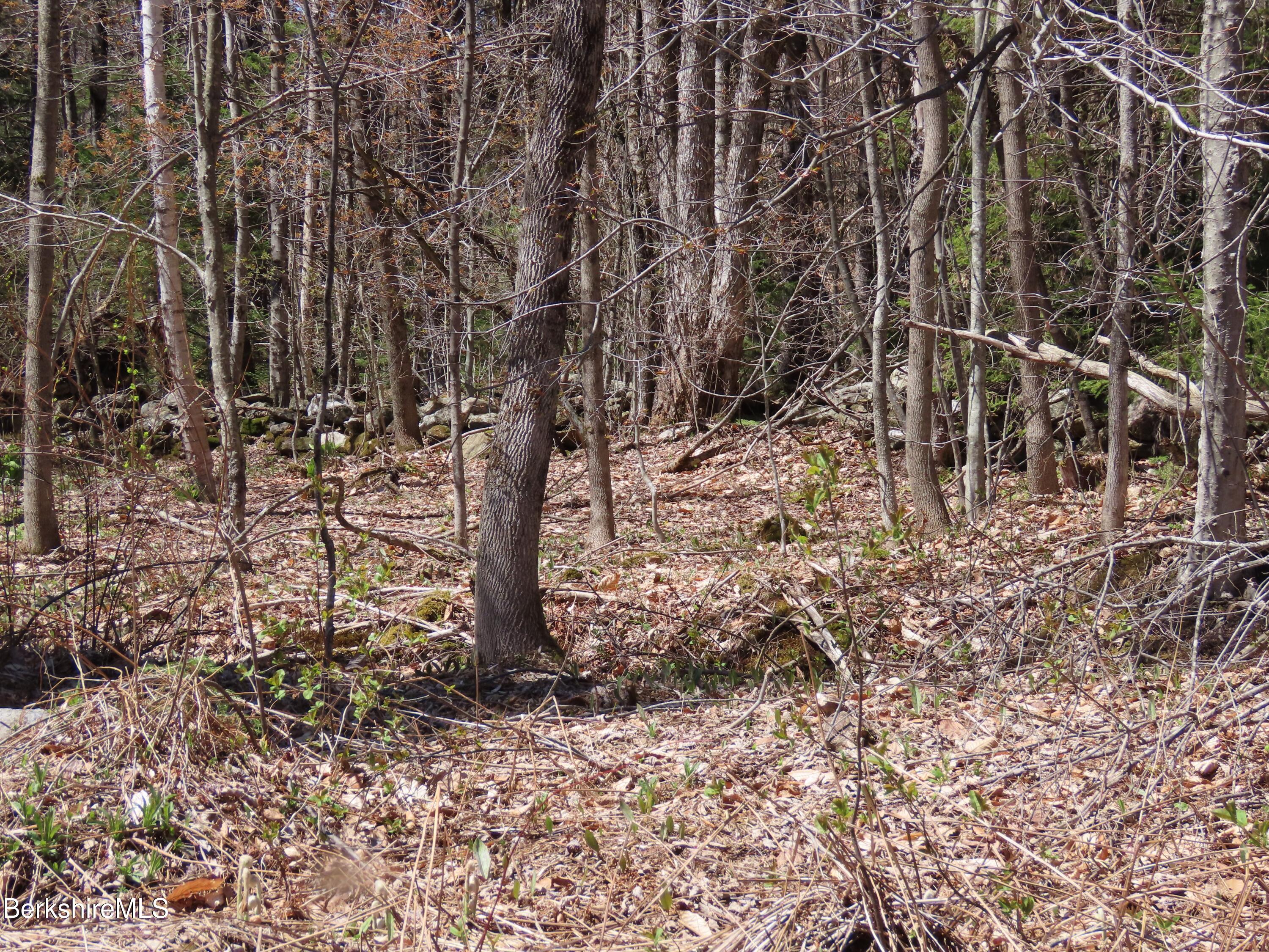 Blackstone Road North Adams, MA 01247 - Photo 12 of 16 a view of a yard with large trees