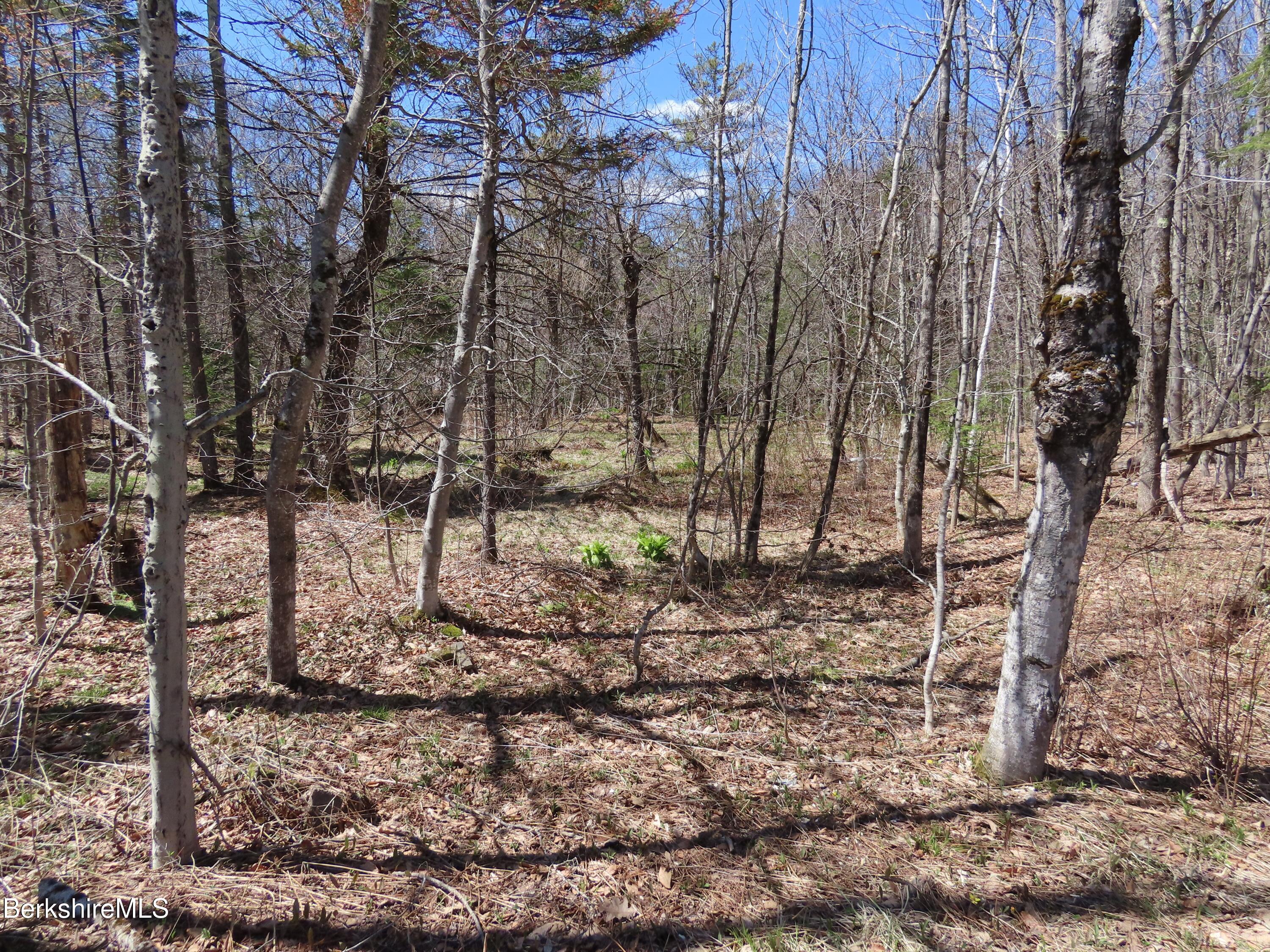 Blackstone Road North Adams, MA 01247 - Photo 14 of 16 a view of a yard with large trees