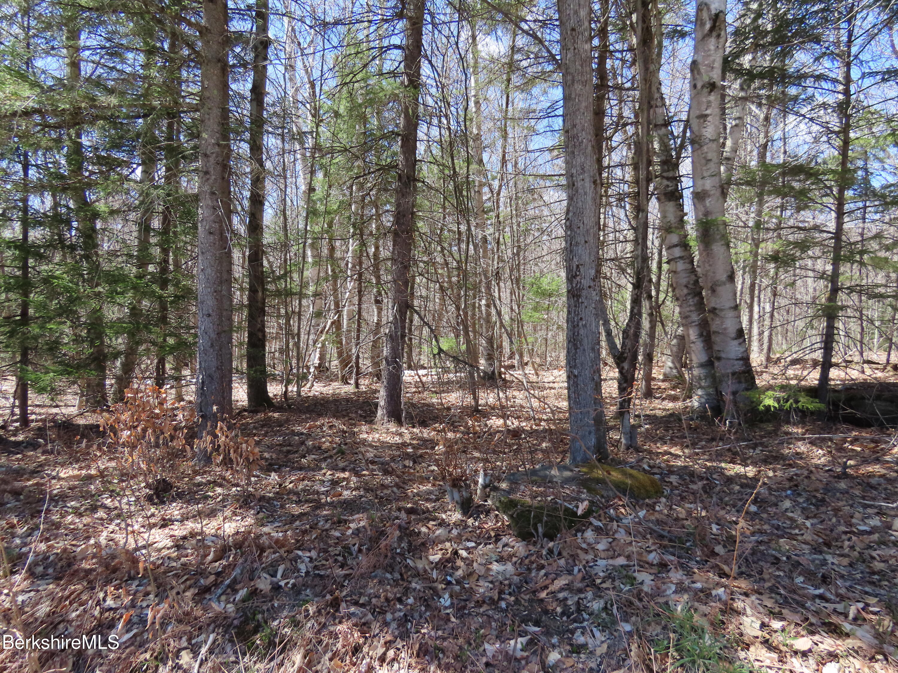 Blackstone Road North Adams, MA 01247 - Photo 2 of 16 a view of a forest filled with trees