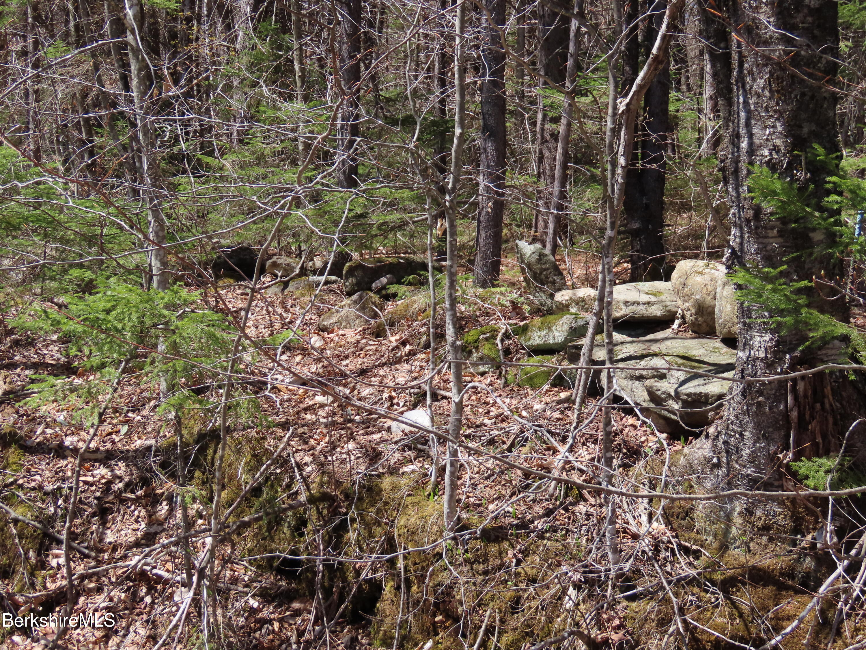 Blackstone Road North Adams, MA 01247 - Photo 8 of 16 a picture of a tree