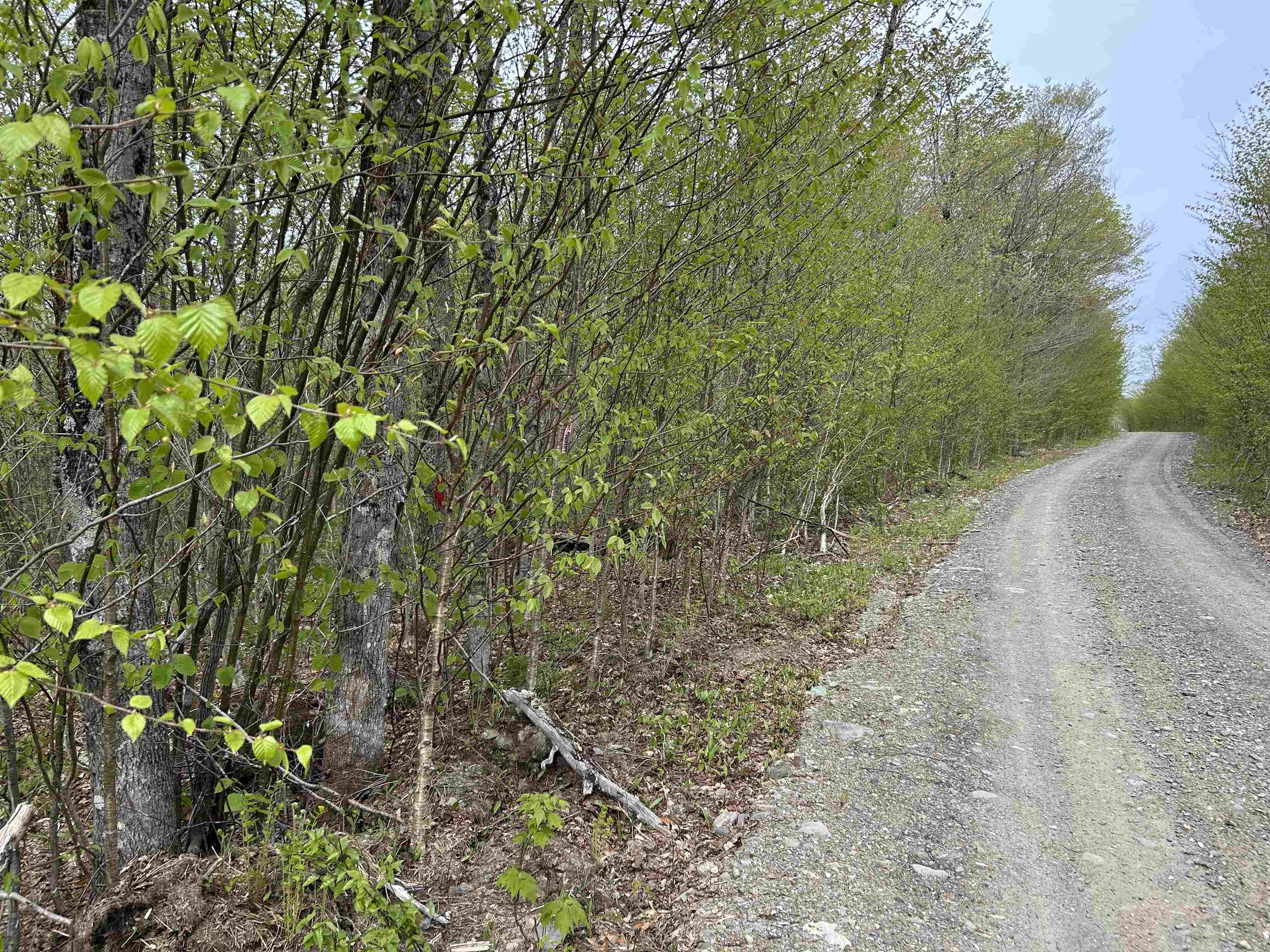 Mapb2-lot16 Dead Water Road Stewartstown, NH 03576 - Photo 25 of 31