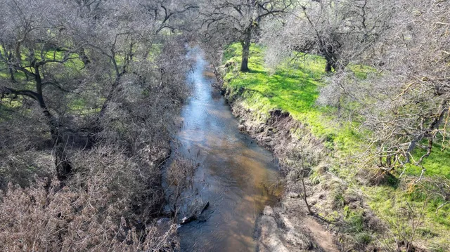 a close up of a plants in a garden