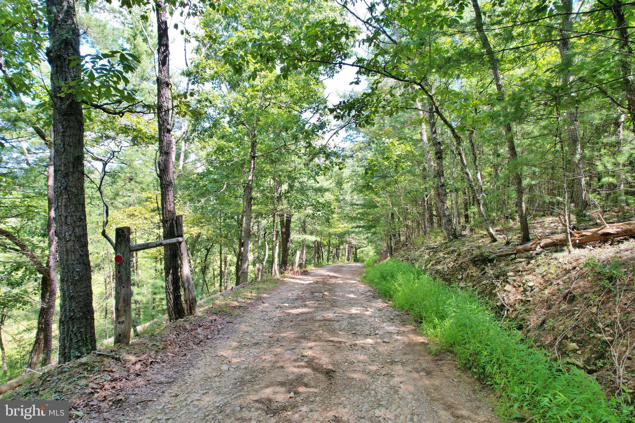 0 Alum Springs Road Edinburg, VA 22824 - Photo 12 of 12 a view of a forest with trees