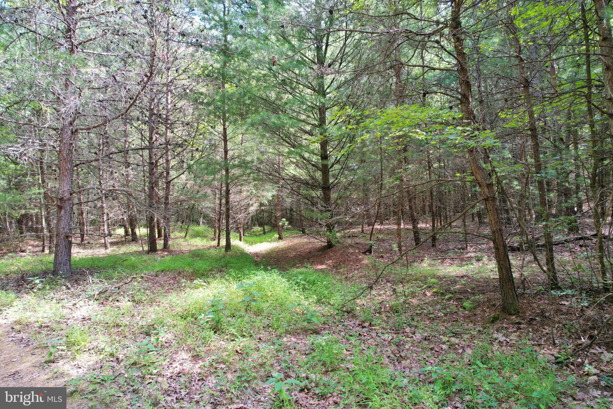 0 Alum Springs Road Edinburg, VA 22824 - Photo 9 of 12 a view of a yard with a tree