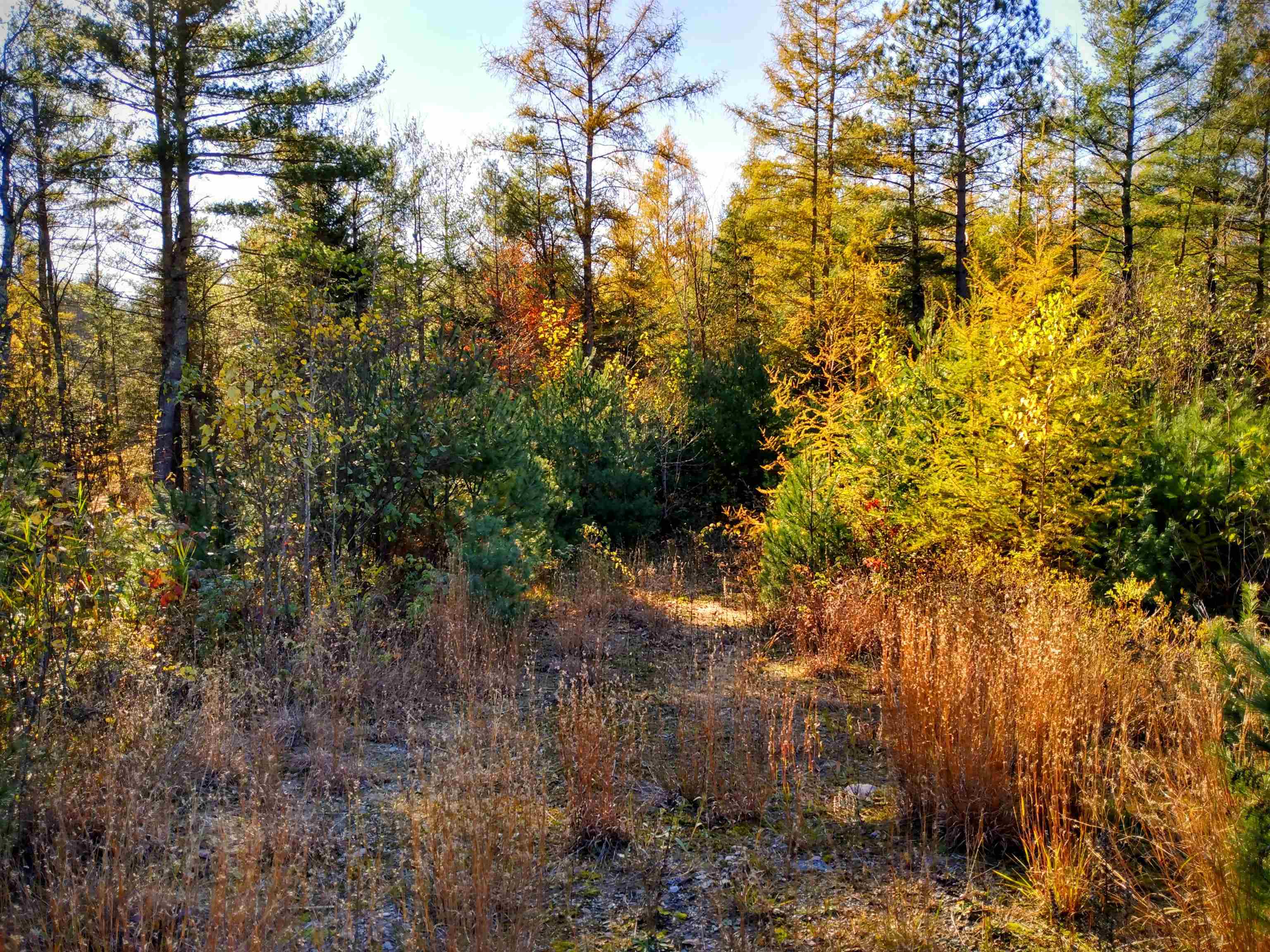 0 Profile Road Franconia, NH 03580 - Photo 8 of 10