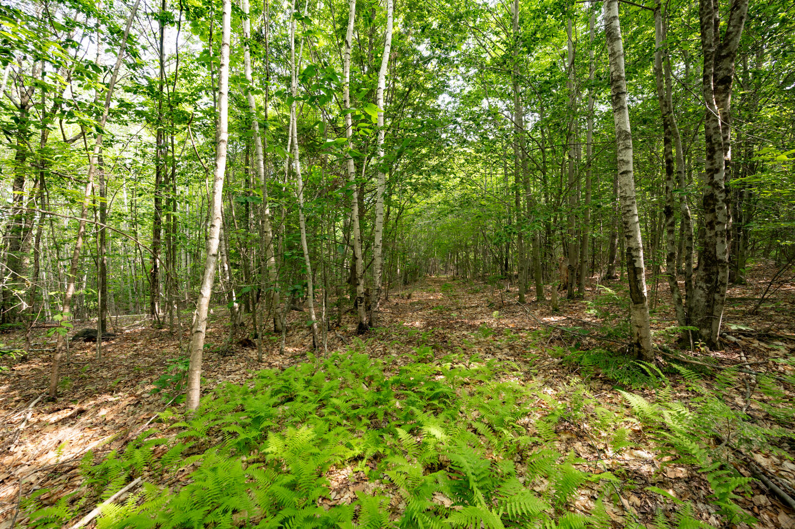 237-001 Hopper Road Acton, ME 04001 - Photo 14 of 19 DSC_2384