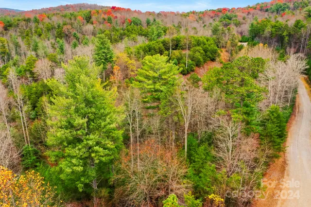 a view of a forest with a street