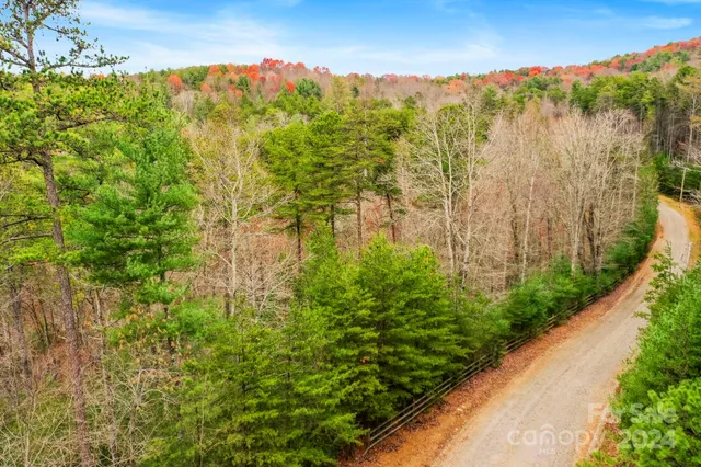 a view of a yard with plants and large trees