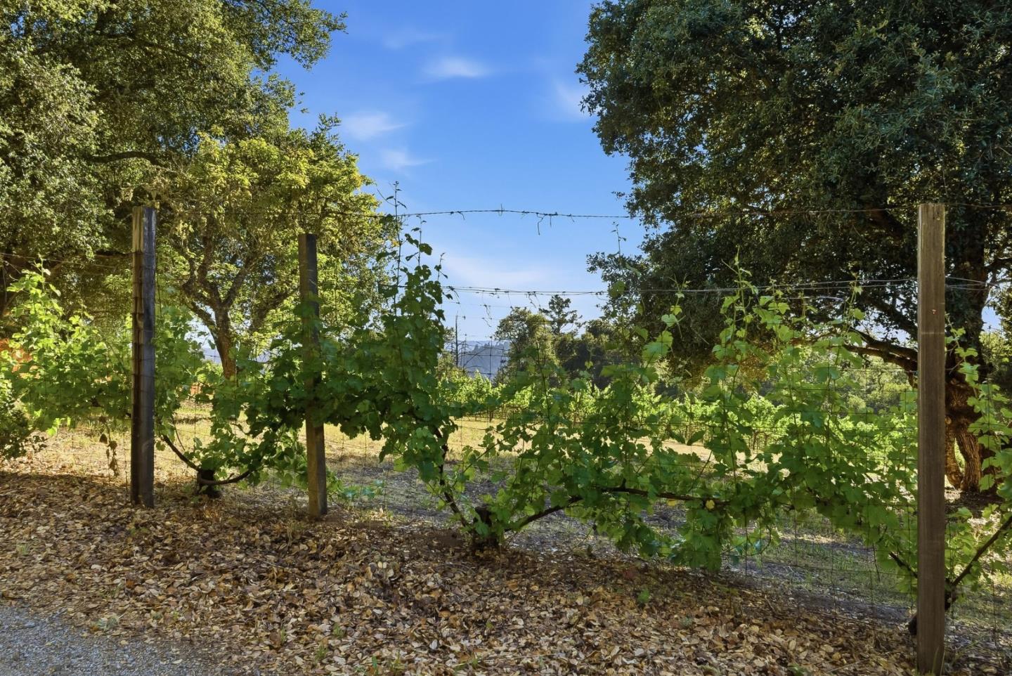 0 Miller Hill Road Los Gatos, CA 95033 - Photo 13 of 32 a backyard of a house with lots of trees