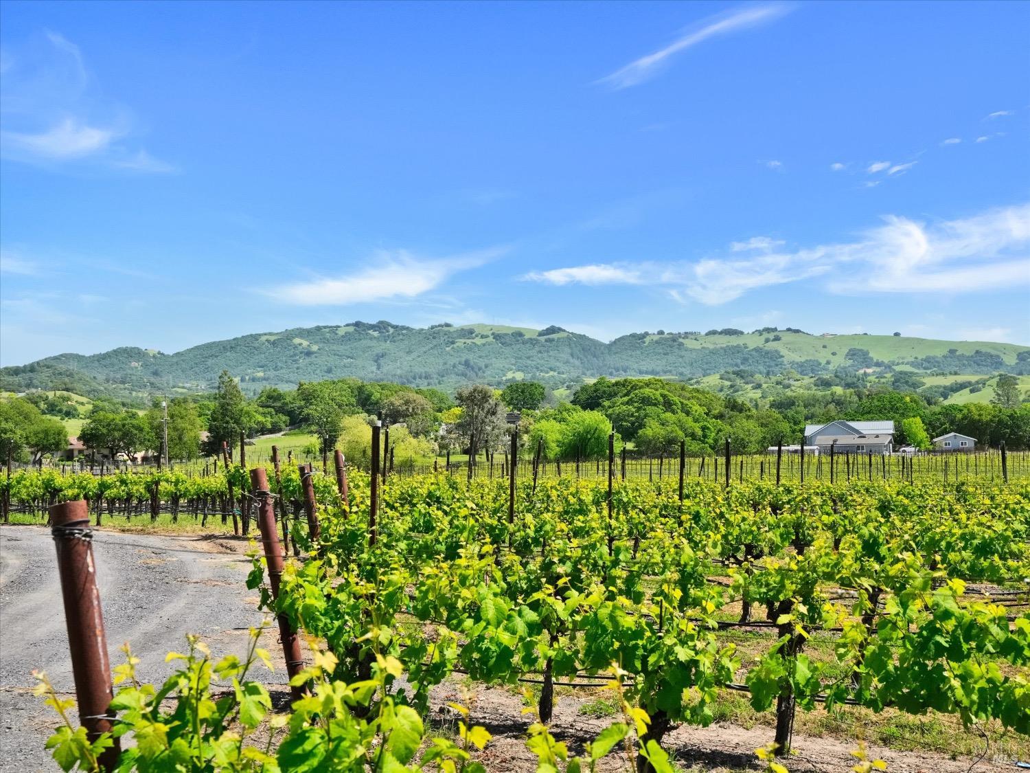 6410 Bennett Valley Road Santa Rosa, CA 95404 - Photo 28 of 34 Pinot Noir Pommard clones planted in 2001 and professionally managed.