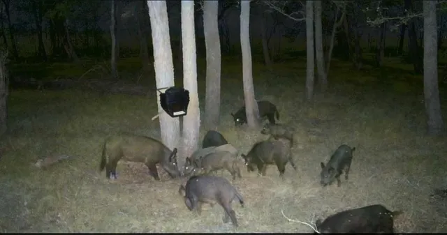 $1,529,000 | 280 Oakwood Tx 75855, Oakwood, TX 75855