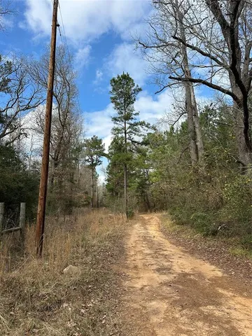 a view of a trees in a yard