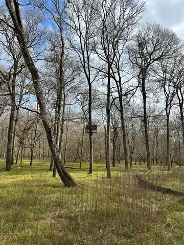 a view of a forest filled with trees