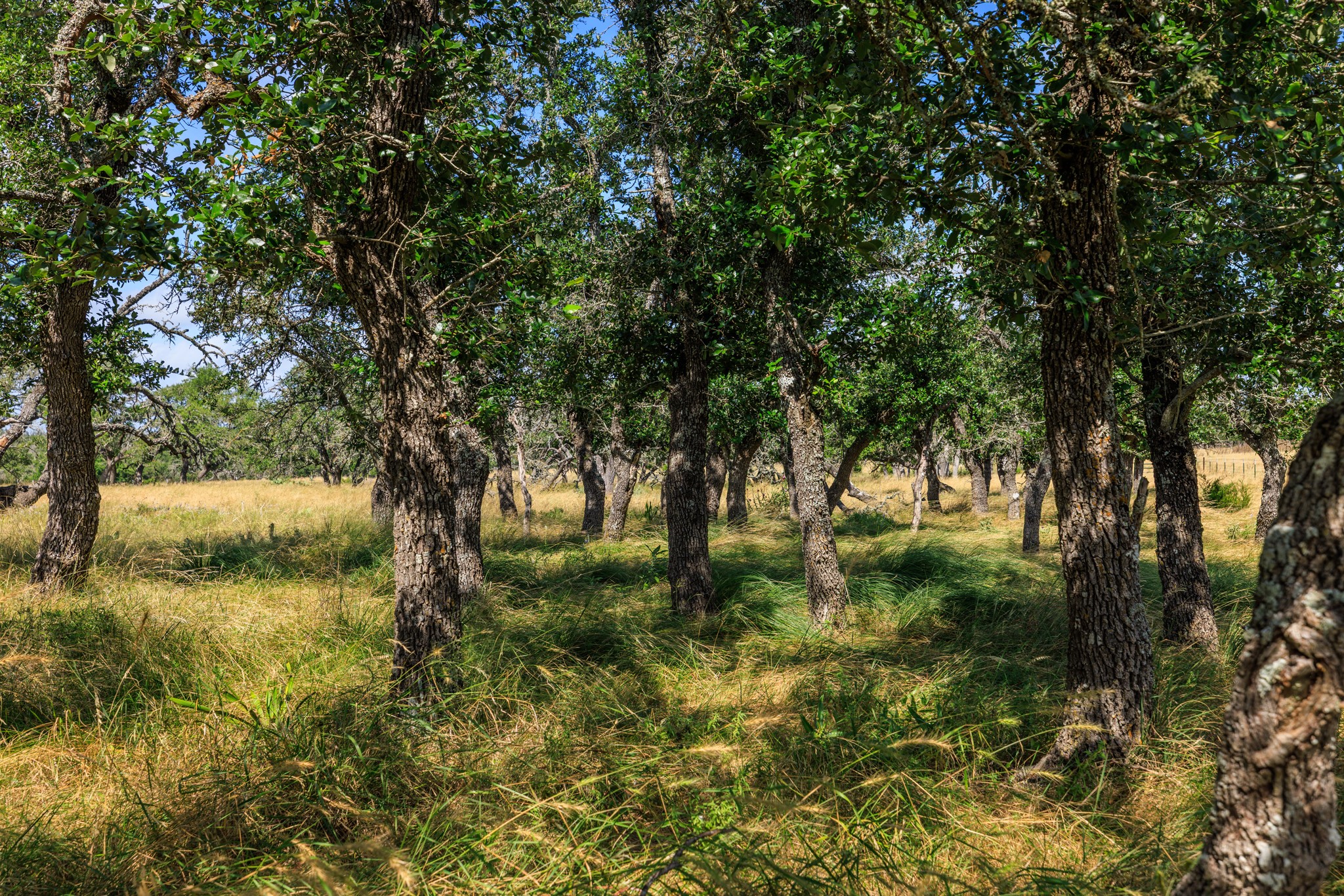 436 Stevens Ranch Road Harper, TX 78631 - Photo 14 of 31 Mature oak trees shade a gently sloping landscape of native grasses under a clear blue sky.