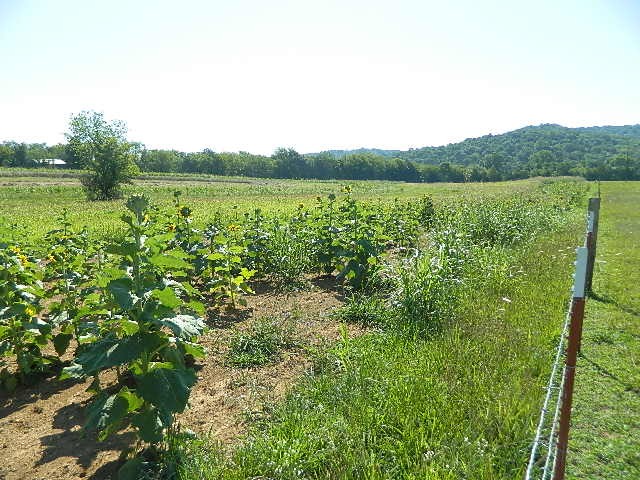 6233 Meeks Road Franklin, TN 37064 - Photo 11 of 27