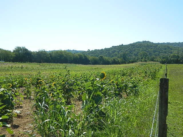 6233 Meeks Road Franklin, TN 37064 - Photo 12 of 27