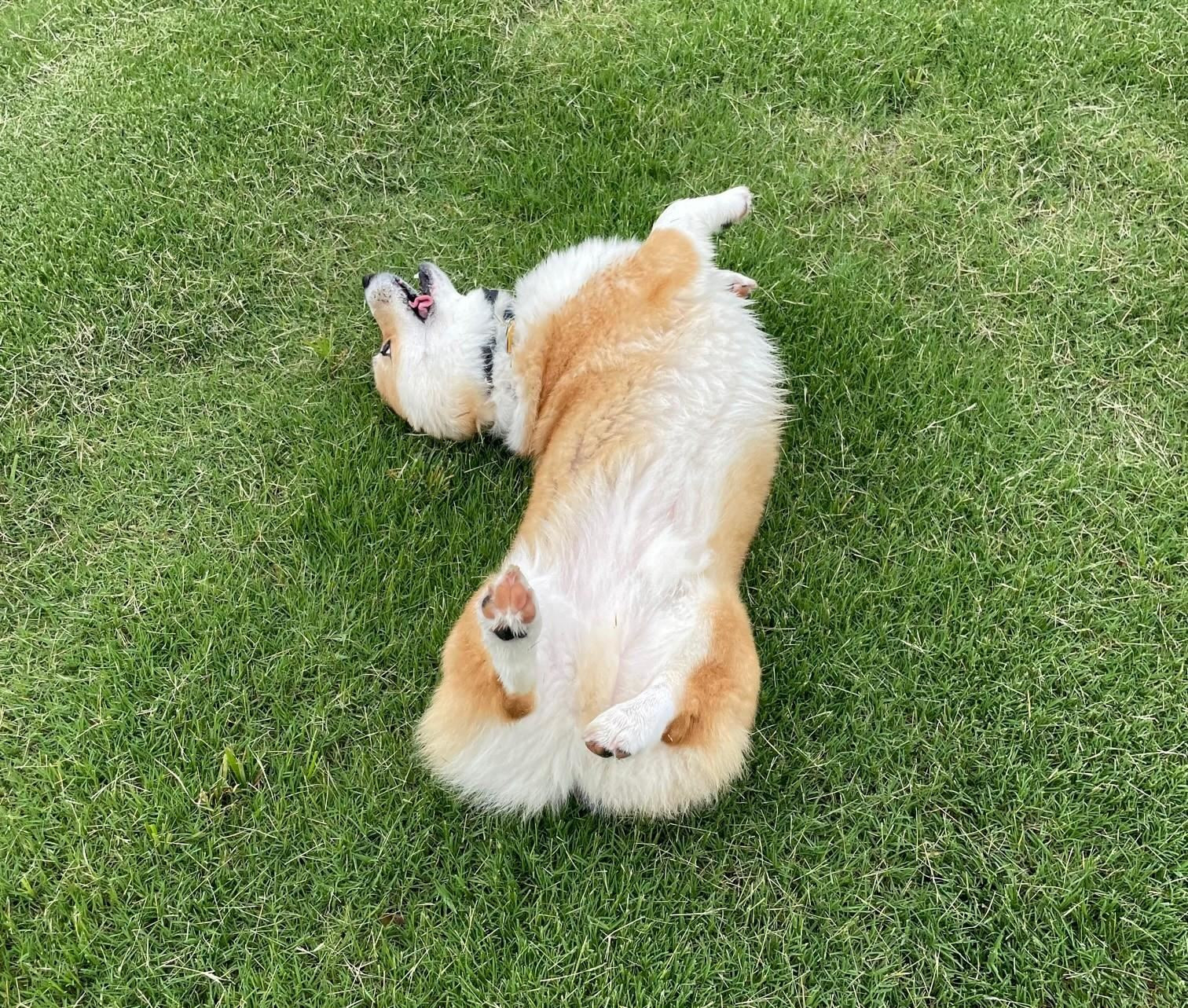 1007 Harmony Trail, Unit 16 Durham, NC 27703 - Photo 36 of 37 a view of a swimming pool in a backyard