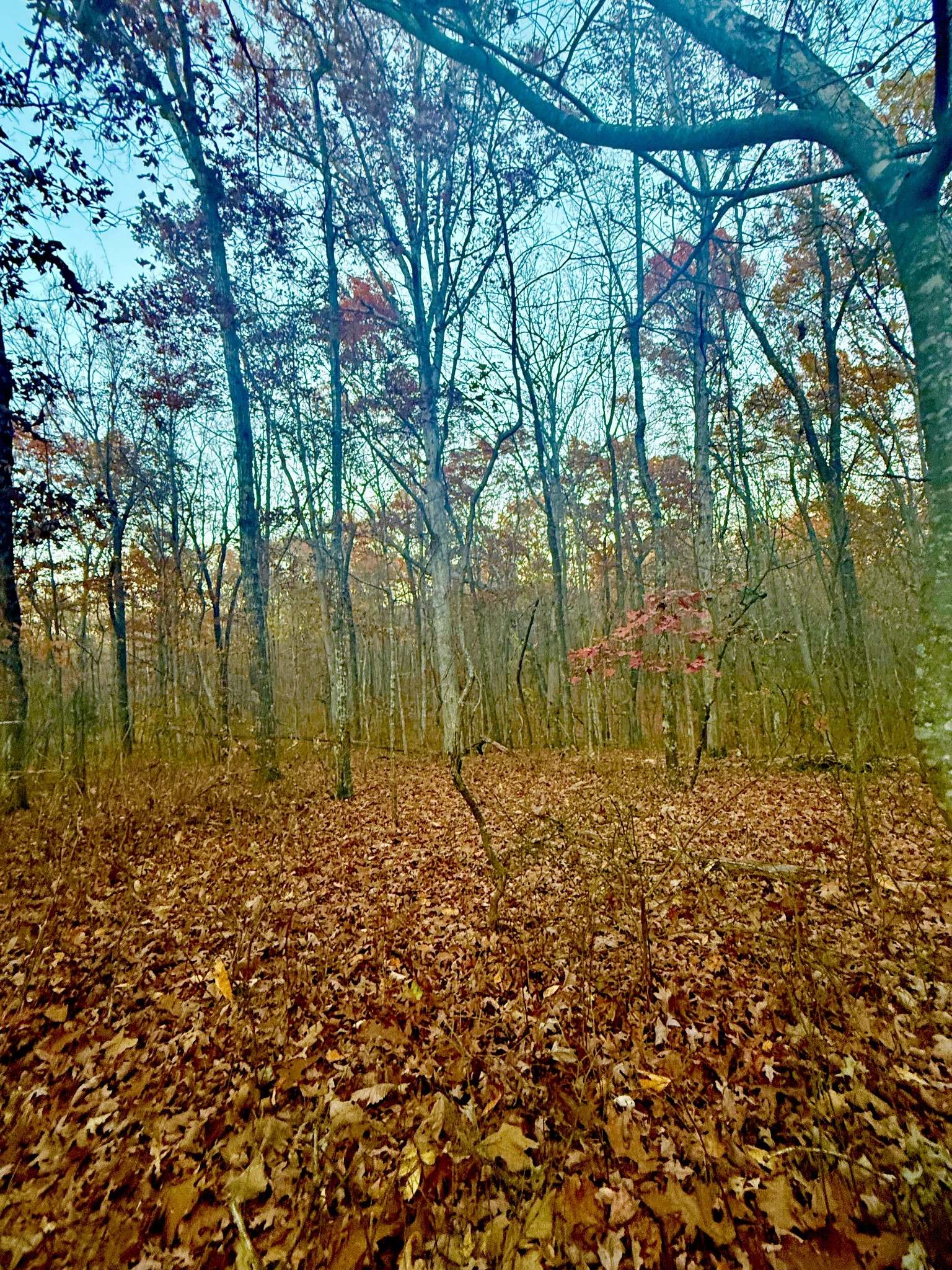 0 Deepwoods Road Sewanee, TN 37375 - Photo 3 of 7 a view of lake with green space
