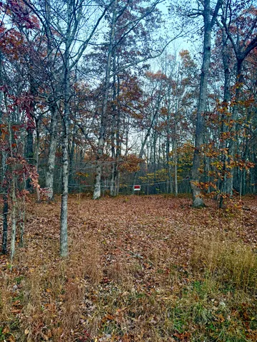 a backyard of a house with plants and large trees