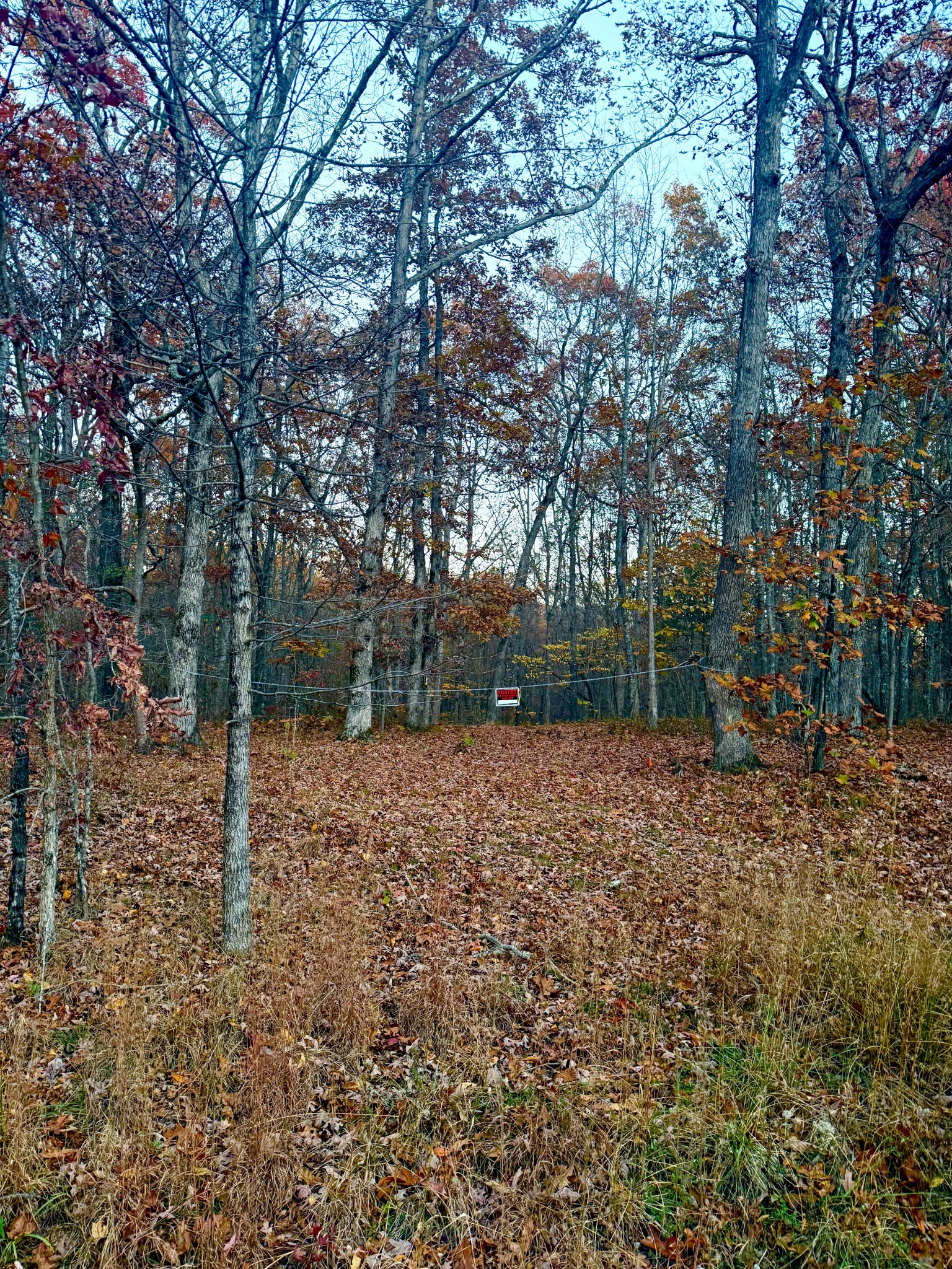 0 Deepwoods Road Sewanee, TN 37375 - Photo 4 of 7 a backyard of a house with plants and large trees