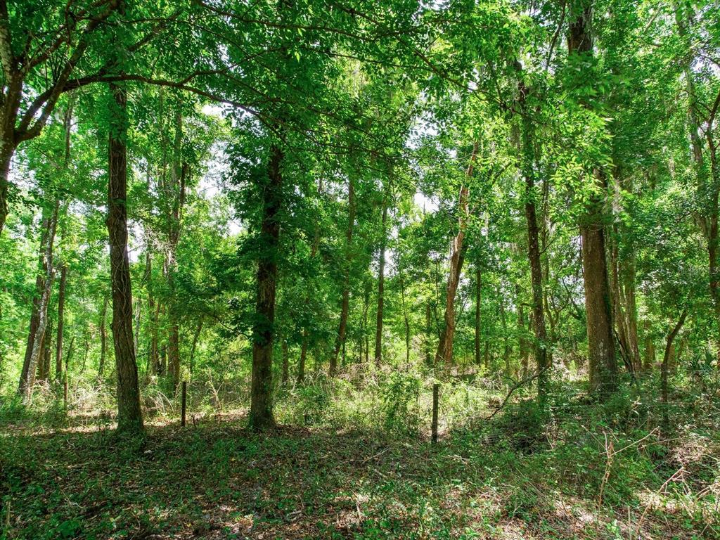 Spring Lake Highway Brooksville, FL 34602 - Photo 24 of 49 a view of lush green forest