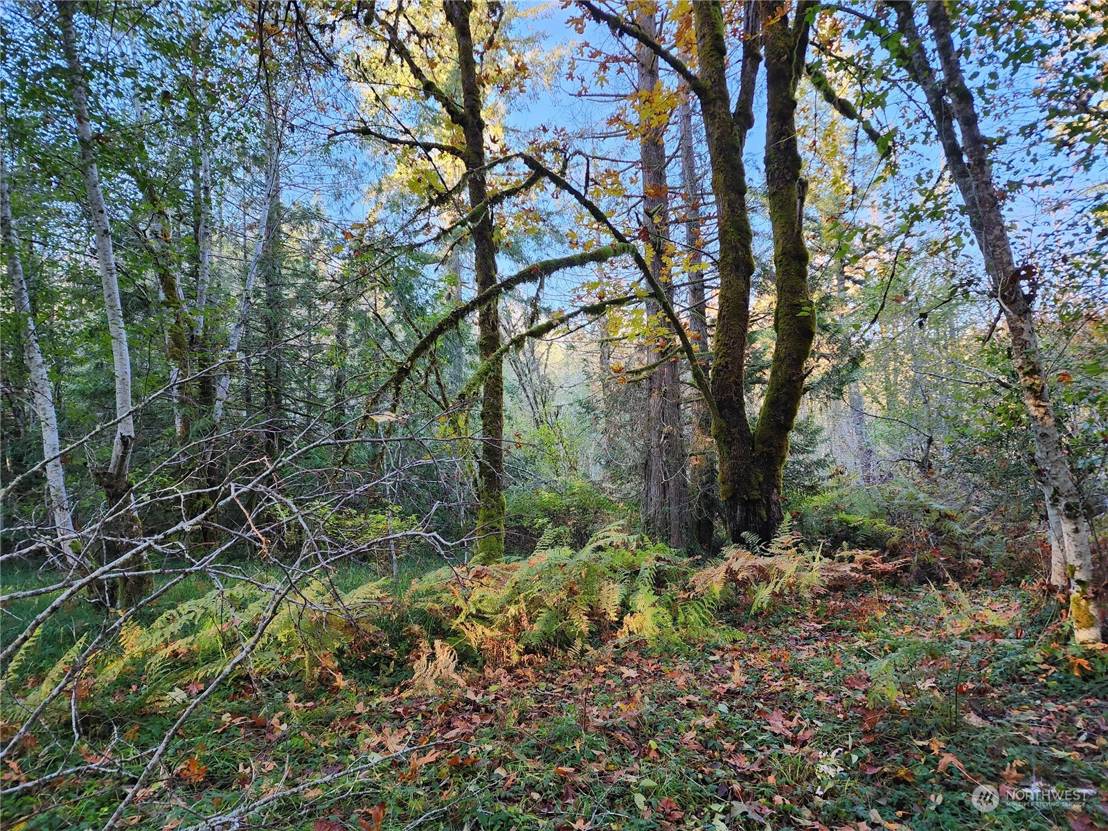 100 East Sunset Hill Road Shelton, WA 98584 - Photo 2 of 9 a backyard of a house with lots of green space