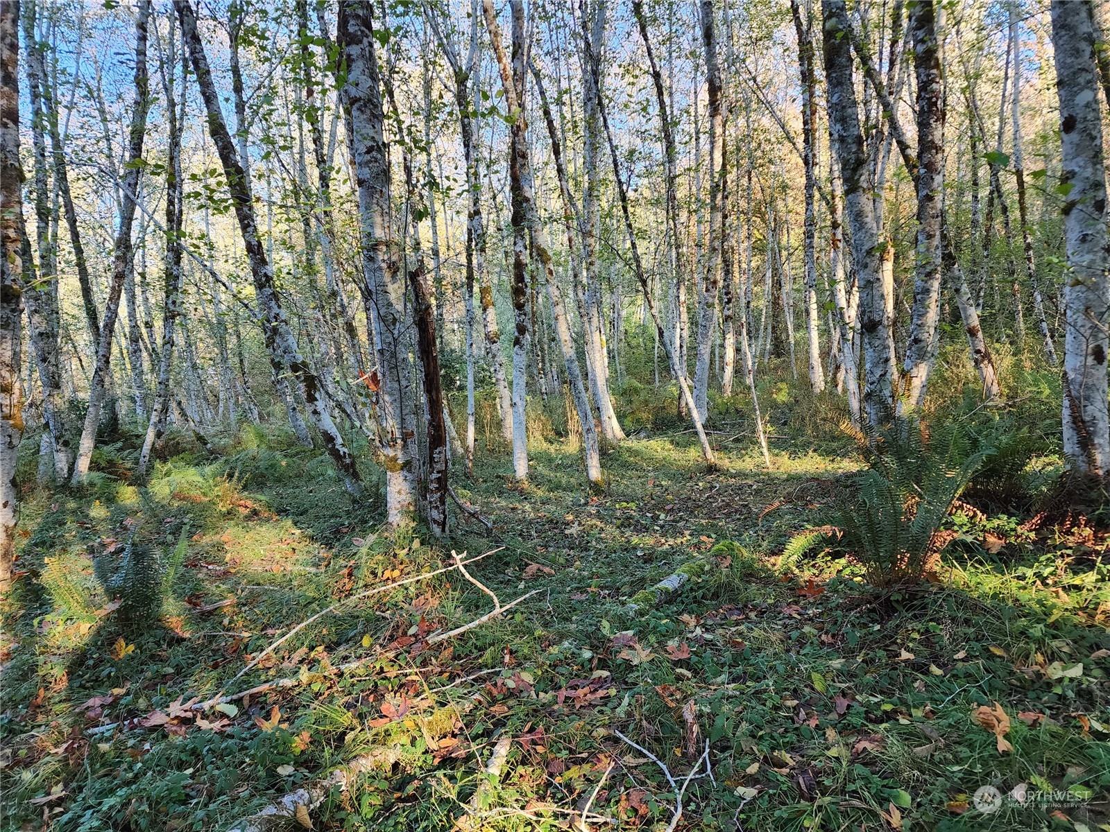 100 East Sunset Hill Road Shelton, WA 98584 - Photo 3 of 9 a backyard of a house with lots of green space and trees