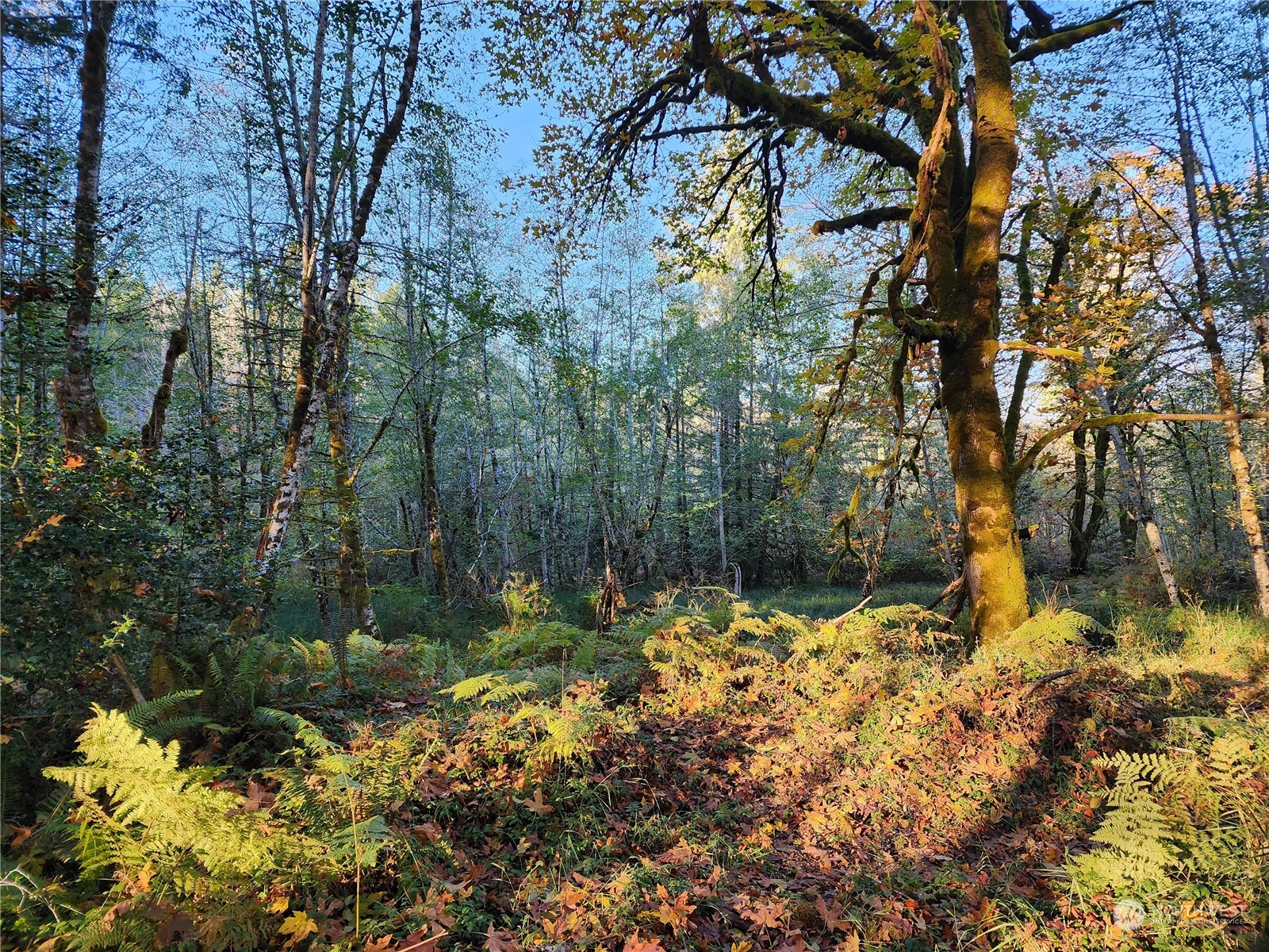 100 East Sunset Hill Road Shelton, WA 98584 - Photo 4 of 9 a view of a yard