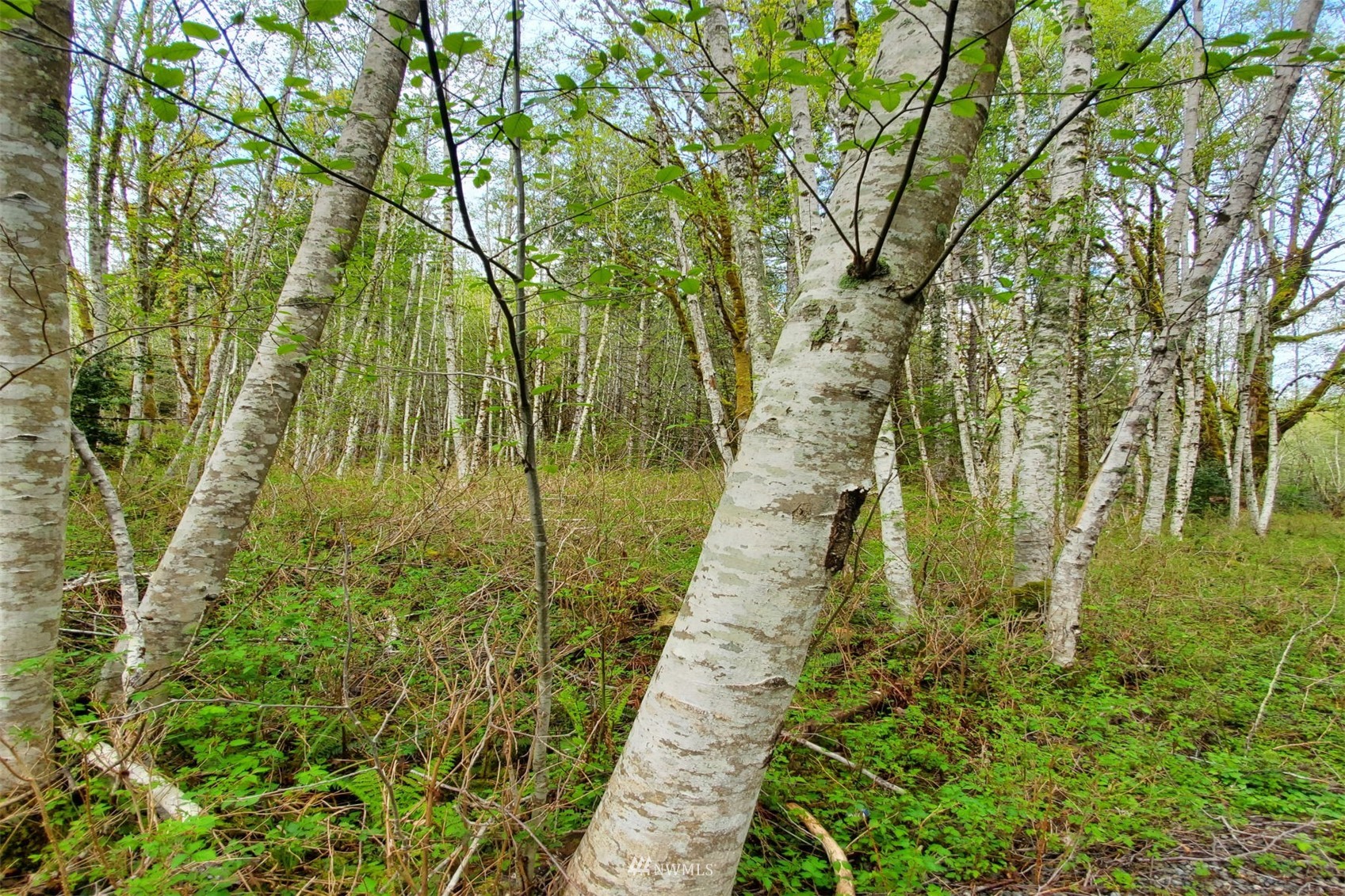 100 East Sunset Hill Road Shelton, WA 98584 - Photo 8 of 9 a view of an outdoor space