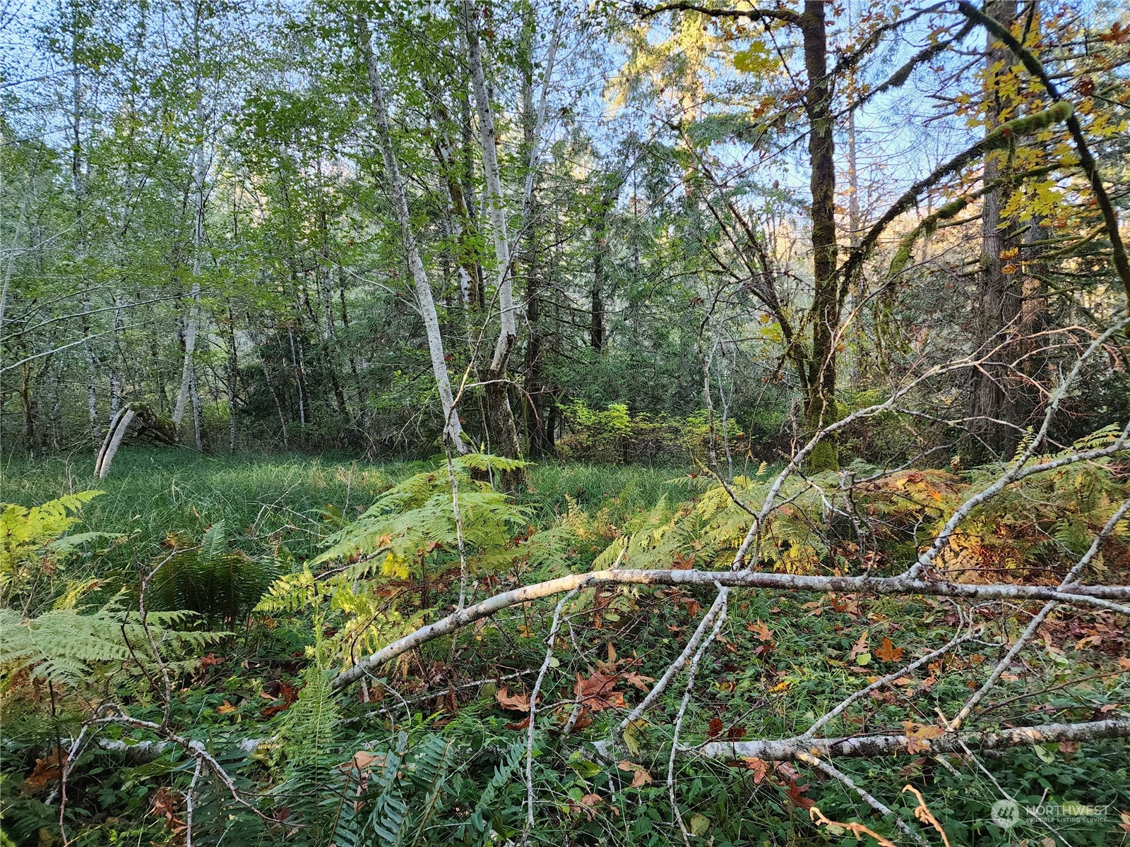 100 East Sunset Hill Road Shelton, WA 98584 - Photo 9 of 9 a view of a lush green forest