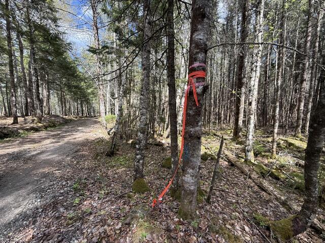 Lot12-part Indian Trail Road East Machias, ME 04630 - Photo 31 of 34 IMG_9908
