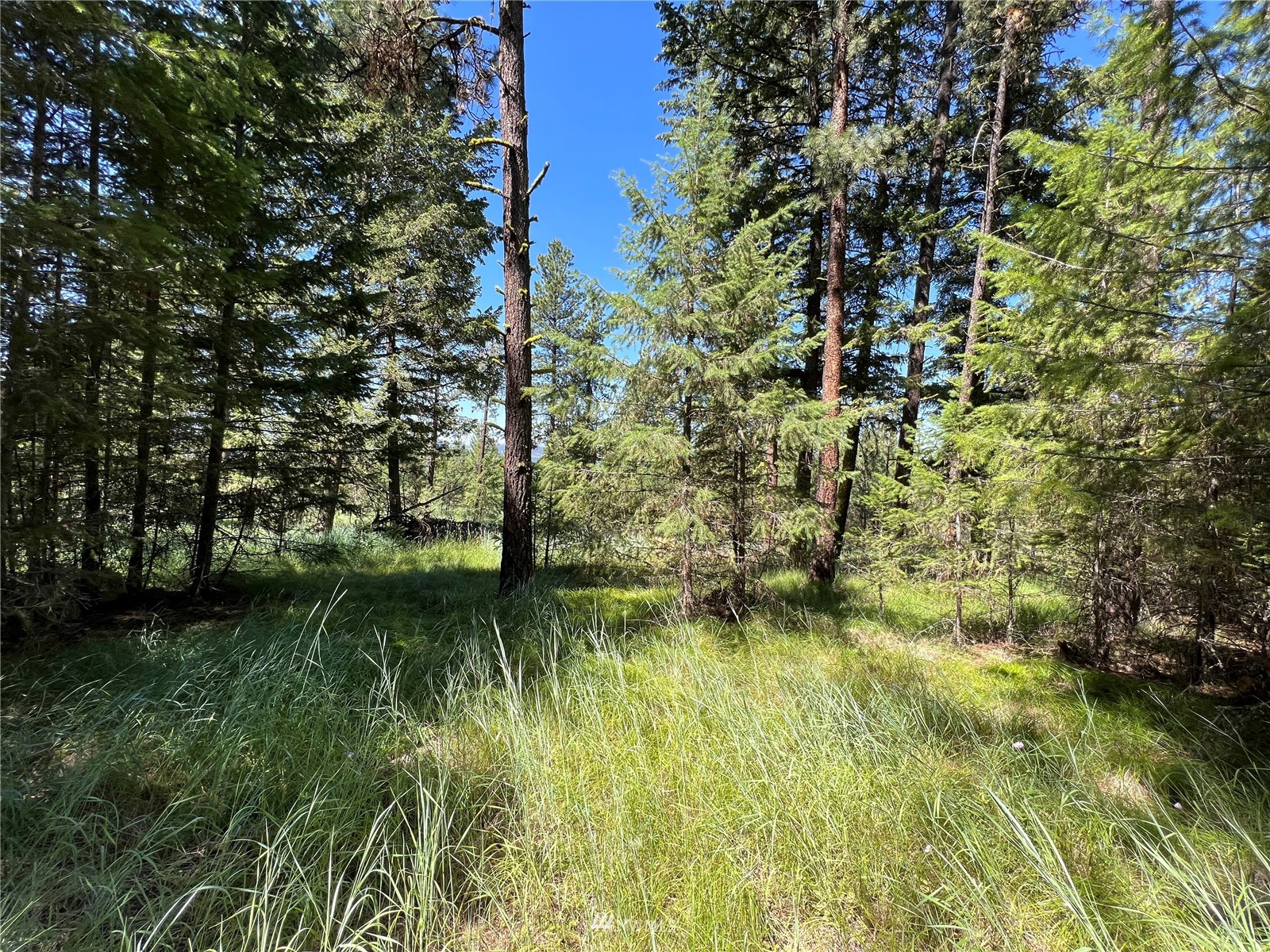 14 Grizzly Loop Road Republic, WA 99166 - Photo 11 of 28 a backyard of a house with lots of green space