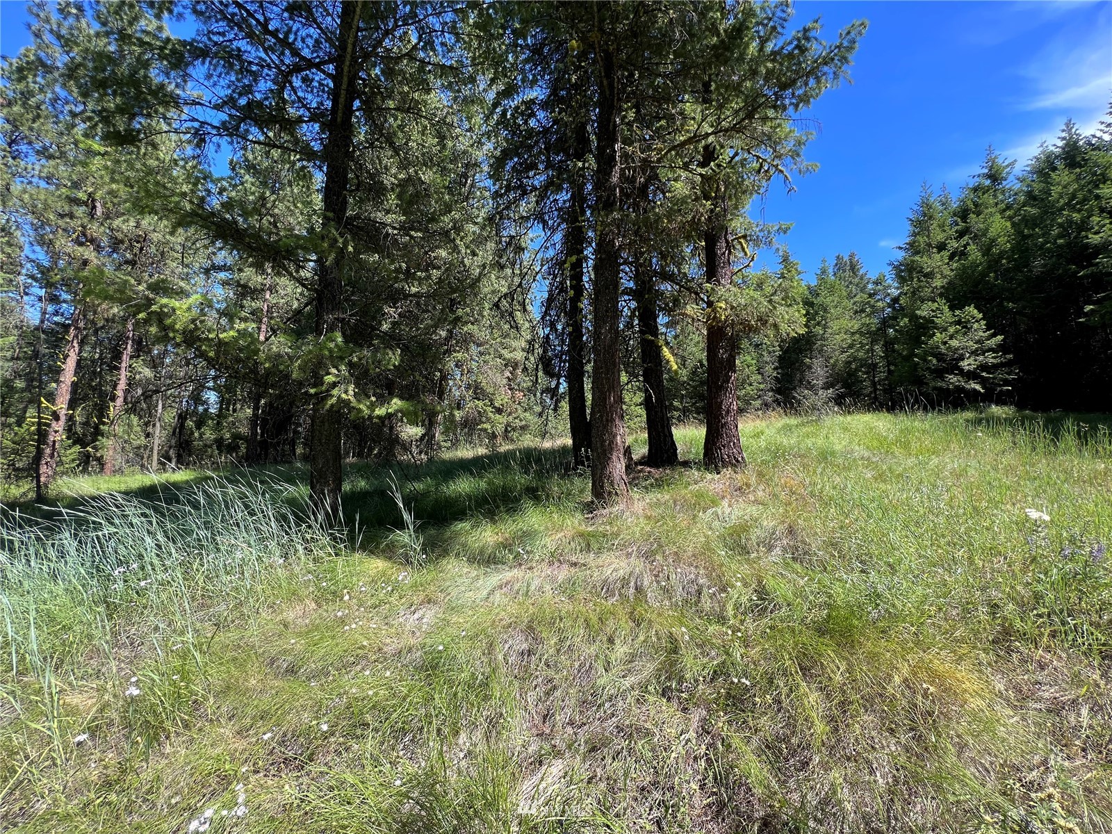14 Grizzly Loop Road Republic, WA 99166 - Photo 20 of 28 a view of backyard with green space