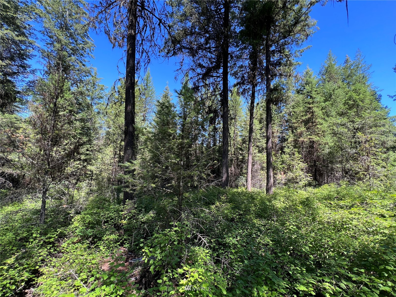 14 Grizzly Loop Road Republic, WA 99166 - Photo 23 of 28 a view of a garden with large trees