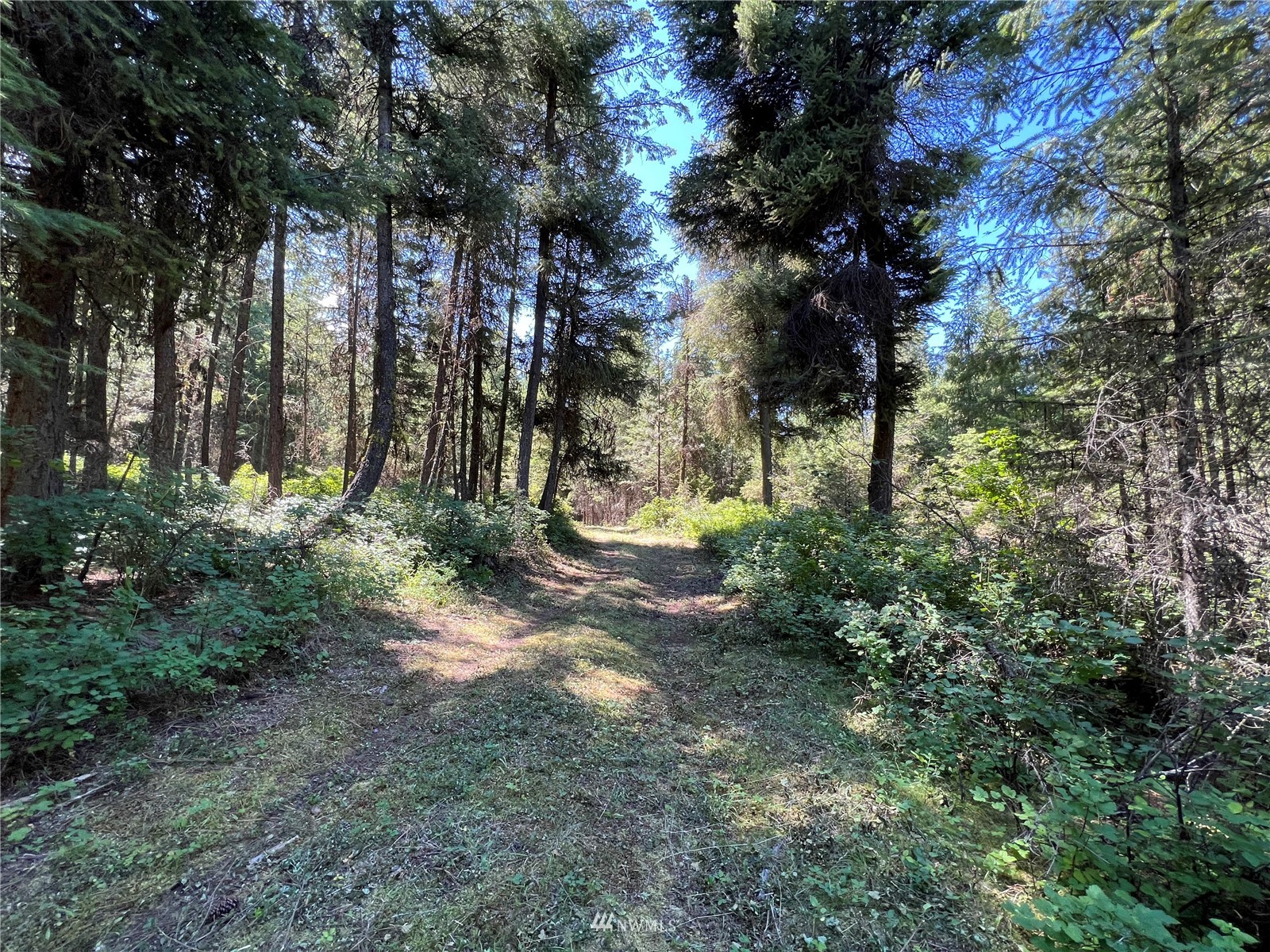 14 Grizzly Loop Road Republic, WA 99166 - Photo 26 of 28 a view of a yard with plants and trees