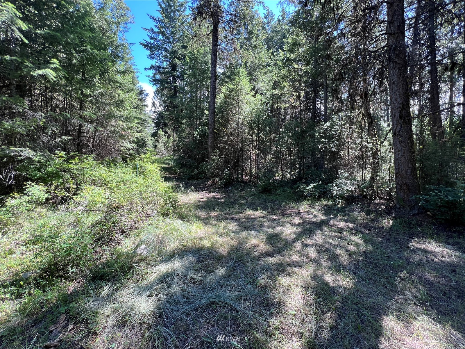 14 Grizzly Loop Road Republic, WA 99166 - Photo 28 of 28 a view of a forest with trees in the background